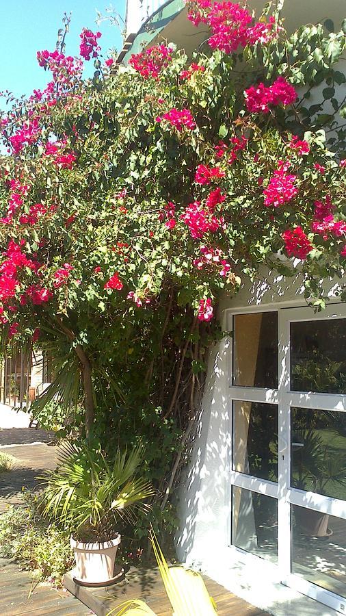 Cape Oasis Guesthouse بلوبيرجستراند المظهر الخارجي الصورة